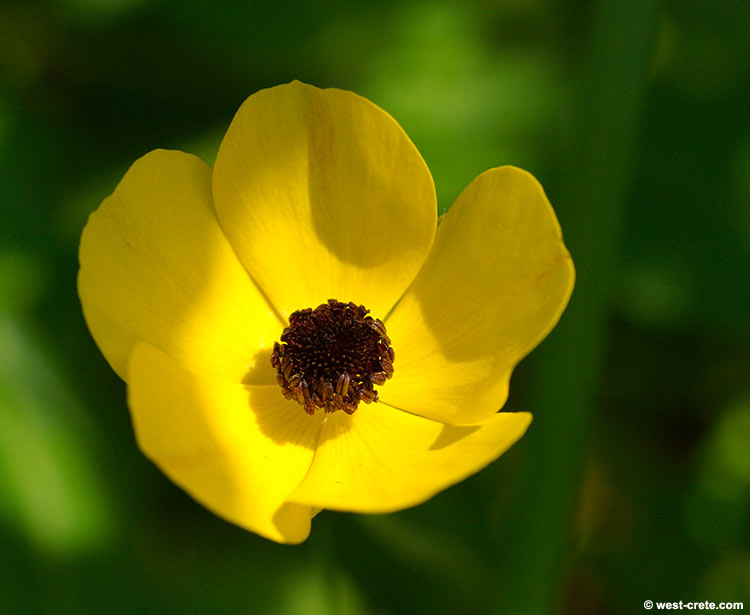 Ranunculus Asiaticus